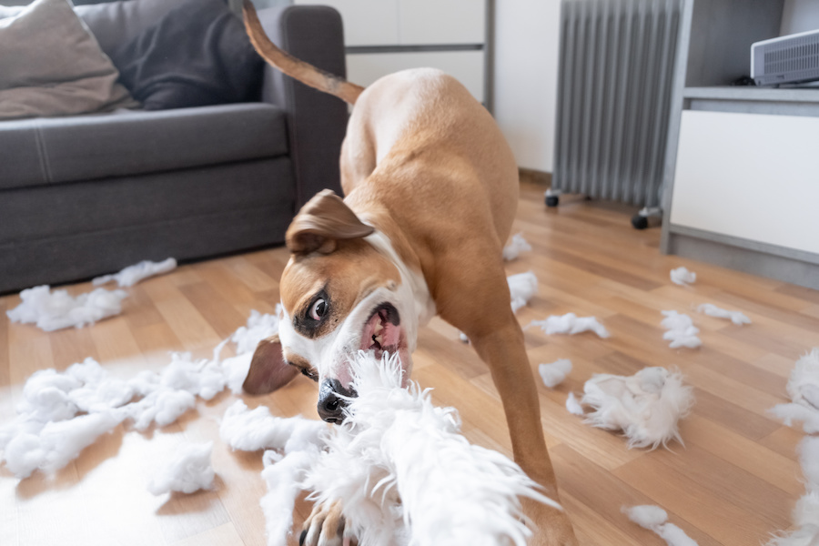 Comment garder sa maison propre quand on a un chien